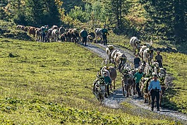 高山,désalpe,人后裔