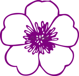 花,紫色,開(kāi)花