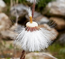性質(zhì),毛茸茸的,廠