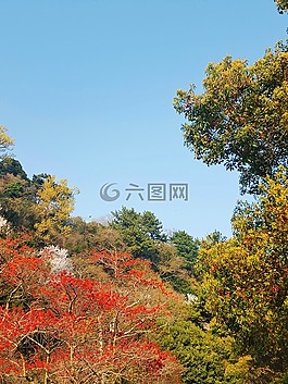 大自然,森林,天空