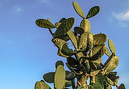 花椒梨,植物,仙人掌