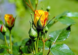玫瑰,花,開花