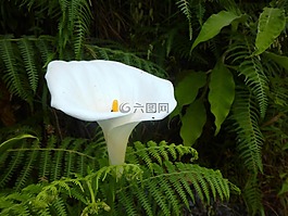 馬蹄蓮,白,開花