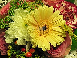 花束,菊花,性質(zhì)