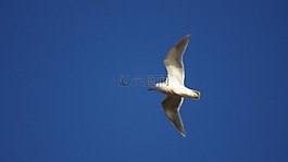 海鷗,藍(lán)色的天空,鳥
