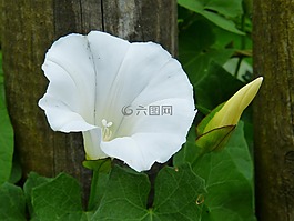 旋,風(fēng),trichterf?rmig