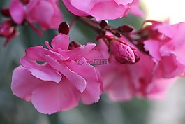 花,植物,性質(zhì)