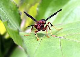 昆蟲(chóng),自然,黃蜂