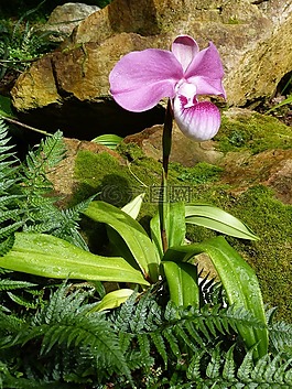 蘭花,花,開花