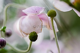 性質(zhì),宏,開花