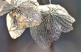 花卉,宏,性質(zhì)