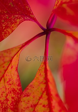宏,性質(zhì),紅色