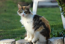 猫,弗利纳,宠物