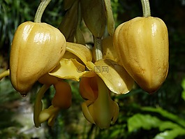 蘭花,花,開花