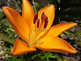 amarillis,花,开花