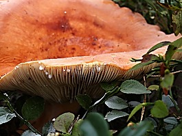 菌,森林,覆盆子