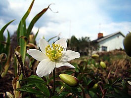 木?？?花卉,初夏
