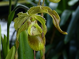 蘭花,花,開(kāi)花