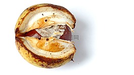 板栗,秋季,刺