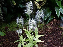 蘭花,花,開花