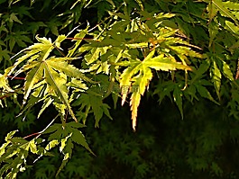 葉子,綠色,支