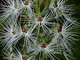 蘭花,花,開花