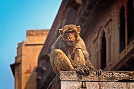 猴子,印度,温达文