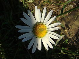 黛西,花卉,夏天