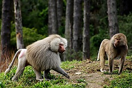 狒狒,野生動物,非洲