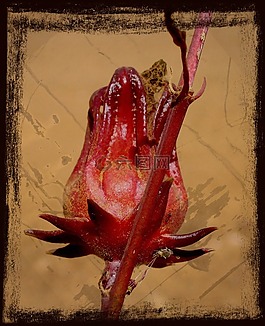 紅色,花,澳大利亞