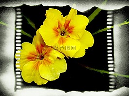黃色,花,電影幀