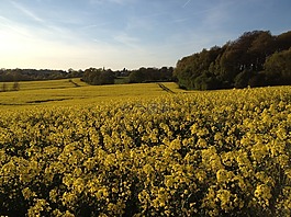 菜子,原野,陽光