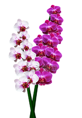 蘭花,花,盛開