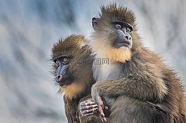 山魈,靈長類動物,猴子
