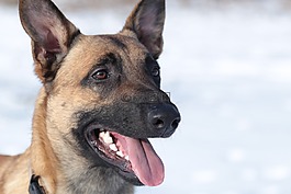 sch?fer的狗,牧羊犬,德國牧羊犬