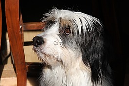 狗,黑色,白