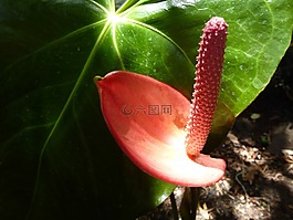 红色,弗拉明戈花,花