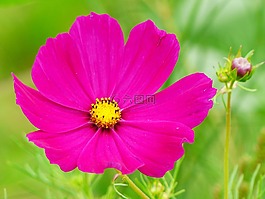 cosmea,宇宙,花