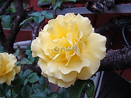 ros,黃色,花卉