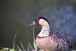 鵝,鳥,內(nèi)