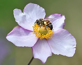 蜜蜂,花,牧草