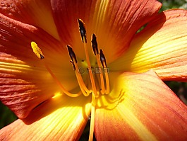 amarillis,花,开花