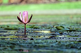 睡蓮,花,開(kāi)花