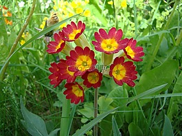玫瑰是,花卉,植物