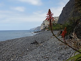 海滩,大西洋,鲜花