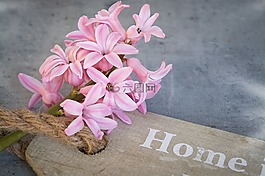 風(fēng)信子,花,粉紅色