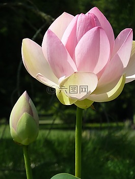 菡,開花,粉紅色