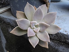 花卉,生活,花園