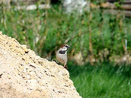麻雀,鳥,動物