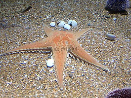 海星,沙,水族館